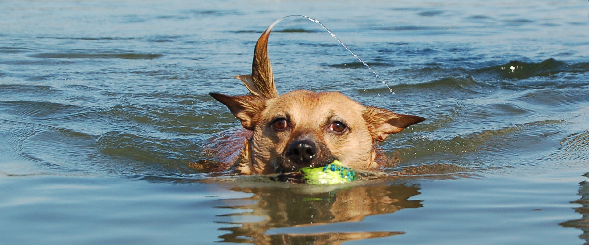 Life's an Adventure - Motorhome hire with your dog