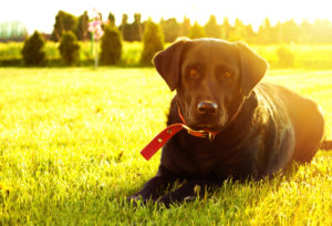 Life's an Adventure - Motorhome hire with your dog