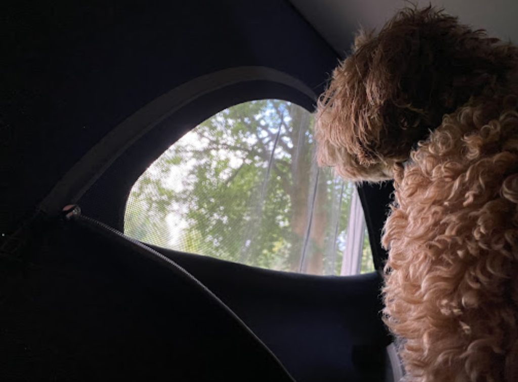 Dog admiring the view from a Life's an Adventure campervan