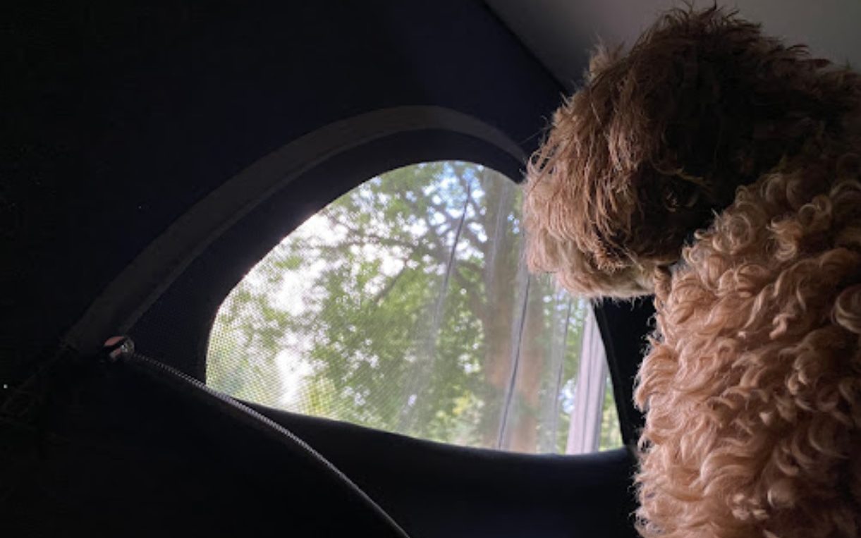 Dog enjoying view from campervan roof tent