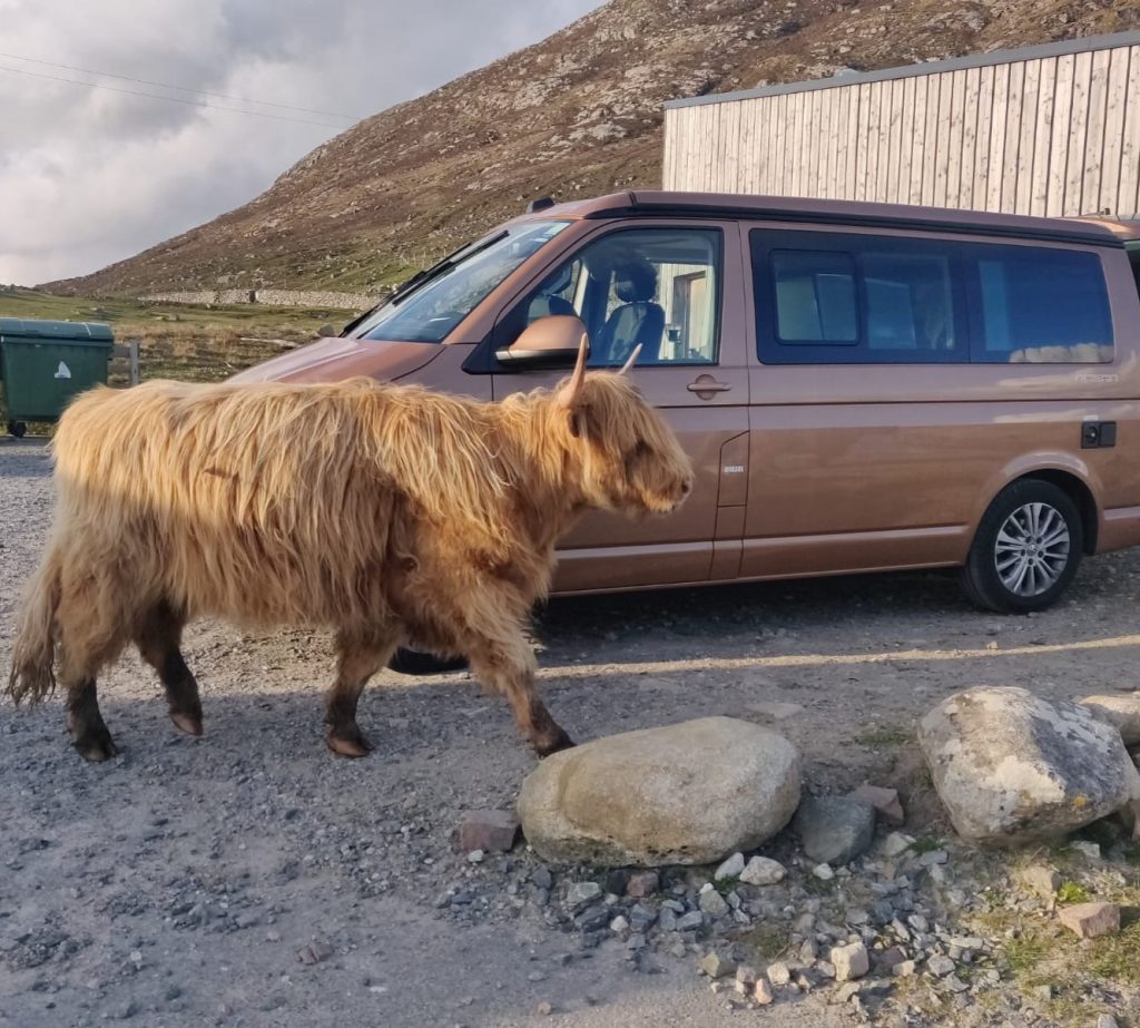 Highland bull in front of a campervan