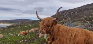 Highland Bull on the Isle of Skye